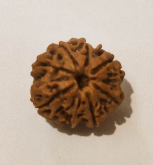 8 Mukhi Rudraksha